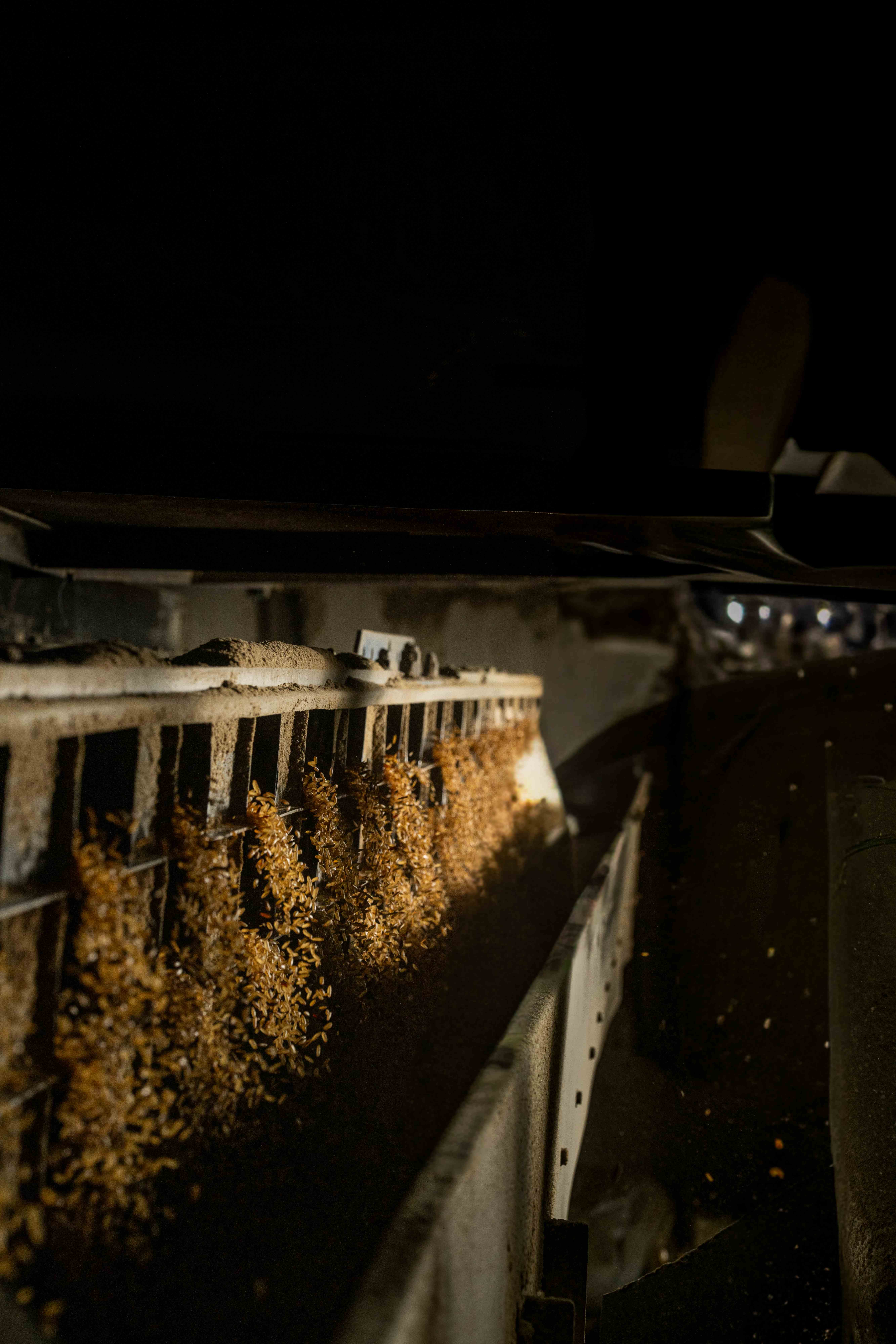 Rice grain sorting and separation process
